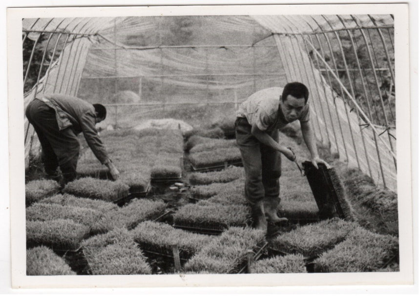 Dans les serres, 1988, Photo Christine Quoiraud, Fonds d'archives Christine Quoiraud, médiathèque du CND.
