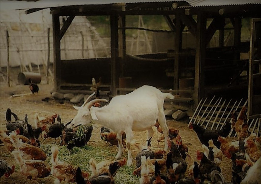 La ferme à Hakushu, 1987, Photo Christine Quoiraud, Fonds d'archives Christine Quoiraud, médiathèque du CND