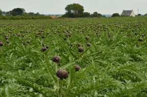 artichoke-1655484_960_720